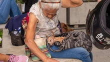 ¿Quiere esterilizar a su mascota? Estos son los requisitos clave que  debe cumplir
