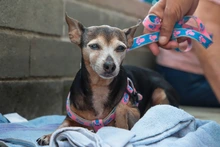 ¿Fue testigo de maltrato animal? Conozca cómo denunciar correctamente estos casos en Cali
