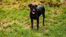 ¿Fue testigo de maltrato animal? Conozca cómo denunciar correctamente estos casos en Cali