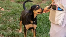¿Fue testigo de maltrato animal? Conozca cómo denunciar correctamente estos casos en Cali