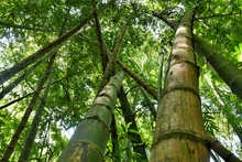 Cali lanza Plan Maestro de Sostenibilidad para liderar la descarbonización y la protección de su biodiversidad