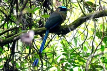 Cali lanza Plan Maestro de Sostenibilidad para liderar la descarbonización y la protección de su biodiversidad