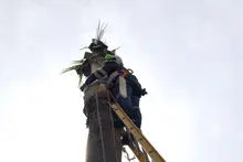 Dagma adelanta intervenciones para evitar que el cucarrón picudo siga afectando las palmas de la ciudad