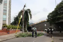 Dagma adelanta intervenciones para evitar que el cucarrón picudo siga afectando las palmas de la ciudad