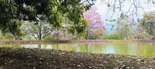 Más de 17.000 Guayacanes florecen y tiñen de colores las calles de  Cali