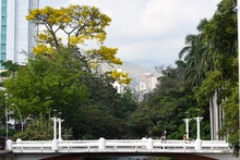 Más de 17.000 Guayacanes florecen y tiñen de colores las calles de  Cali
