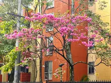 Más de 17.000 Guayacanes florecen y tiñen de colores las calles de  Cali