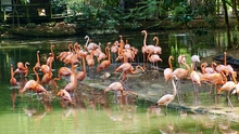 Este domingo, caleños corren por la biodiversidad en la Carrera del Zoo  2025