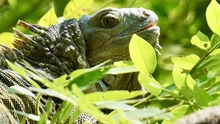Este domingo, caleños corren por la biodiversidad en la Carrera del Zoo  2025