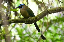 Simposio de Aviturismo en el marco de la Semana de la Biodiversidad busca posicionar Cali como destino sostenible