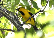 Simposio de Aviturismo en el marco de la Semana de la Biodiversidad busca posicionar Cali como destino sostenible