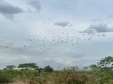 El canto de miles de aves: un espectáculo de paz en el humedal Pacheco, del corregimiento de Navarro