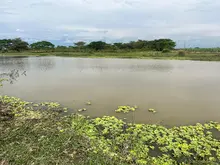 El canto de miles de aves: un espectáculo de paz en el humedal Pacheco, del corregimiento de Navarro