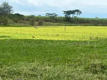 El canto de miles de aves: un espectáculo de paz en el humedal Pacheco, del corregimiento de Navarro