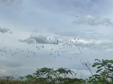 El canto de miles de aves: un espectáculo de paz en el humedal Pacheco, del corregimiento de Navarro