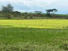 El canto de miles de aves: un espectáculo de paz en el humedal Pacheco, del corregimiento de Navarro