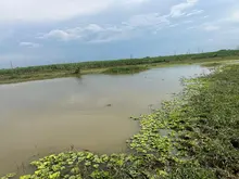 El canto de miles de aves: un espectáculo de paz en el humedal Pacheco, del corregimiento de Navarro