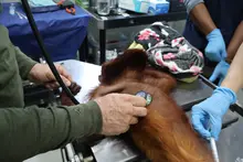 Animales recuperados por el Dagma fortalecerán programas de reproducción de vida silvestre