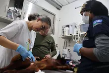Animales recuperados por el Dagma fortalecerán programas de reproducción de vida silvestre