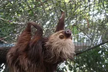 Animales recuperados por el Dagma fortalecerán programas de reproducción de vida silvestre