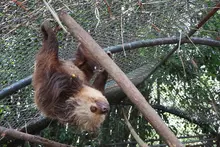Animales recuperados por el Dagma fortalecerán programas de reproducción de vida silvestre