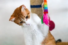 ¿Vas a adoptar un gato en Cali? Estas son las recomendaciones clave para preparar tu hogar y proteger su bienestar