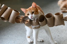 ¿Vas a adoptar un gato en Cali? Estas son las recomendaciones clave para preparar tu hogar y proteger su bienestar