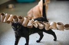 ¿Vas a adoptar un gato en Cali? Estas son las recomendaciones clave para preparar tu hogar y proteger su bienestar