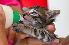 ¿Vas a adoptar un gato en Cali? Estas son las recomendaciones clave para preparar tu hogar y proteger su bienestar