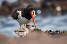 Cali vive la majestuosidad de las aves a través de los ‘Premios de fotografía Audubon 2025’: ¡te esperamos!