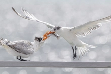 Cali vive la majestuosidad de las aves a través de los ‘Premios de fotografía Audubon 2025’: ¡te esperamos!