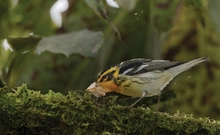Cali vive la majestuosidad de las aves a través de los ‘Premios de fotografía Audubon 2025’: ¡te esperamos!