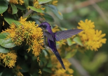 Cali vive la majestuosidad de las aves a través de los ‘Premios de fotografía Audubon 2025’: ¡te esperamos!