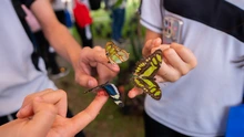Un aula viva: el mariposario del DAGMA que inspira a estudiantes y familias en la Ciudadela Educativa de la Biodiversidad