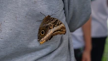 Un aula viva: el mariposario del DAGMA que inspira a estudiantes y familias en la Ciudadela Educativa de la Biodiversidad