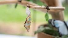 Un aula viva: el mariposario del DAGMA que inspira a estudiantes y familias en la Ciudadela Educativa de la Biodiversidad