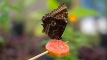 Un aula viva: el mariposario del DAGMA que inspira a estudiantes y familias en la Ciudadela Educativa de la Biodiversidad
