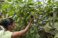 Comedores Comunitarios de Cali se visten de verde: aliados clave en la Semana de  la Biodiversidad y la Sostenibilidad Ambiental
