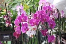 Proyecto pedagógico productivo de orquídeas se roba el show por su creatividad 