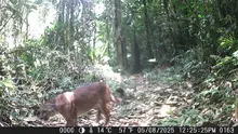 Cali adquiere 120 cámaras trampa y entra en la Red Otus para  monitorear su fauna silvestre