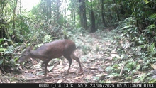 Cali adquiere 120 cámaras trampa y entra en la Red Otus para  monitorear su fauna silvestre