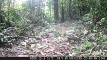 Cali adquiere 120 cámaras trampa y entra en la Red Otus para  monitorear su fauna silvestre