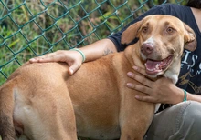 ‘Esperanza’: la perrita que sobrevivió al abandono y hoy solo quiere un  hogar donde la amen