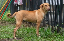 ‘Esperanza’: la perrita que sobrevivió al abandono y hoy solo quiere un  hogar donde la amen