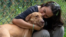 ‘Esperanza’: la perrita que sobrevivió al abandono y hoy solo quiere un  hogar donde la amen