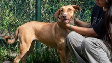 ‘Esperanza’: la perrita que sobrevivió al abandono y hoy solo quiere un  hogar donde la amen