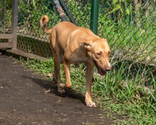 ‘Esperanza’: la perrita que sobrevivió al abandono y hoy solo quiere un  hogar donde la amen
