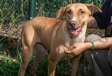 ‘Esperanza’: la perrita que sobrevivió al abandono y hoy solo quiere un  hogar donde la amen