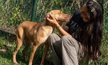 ‘Esperanza’: la perrita que sobrevivió al abandono y hoy solo quiere un  hogar donde la amen