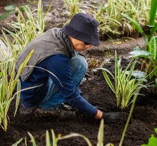 27 mil plántulas en 120 jardines fortalecen la conectividad ecológica del  río Cali